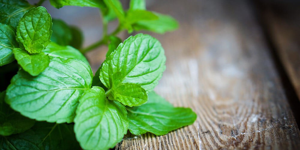 نعناع-کاماپرس